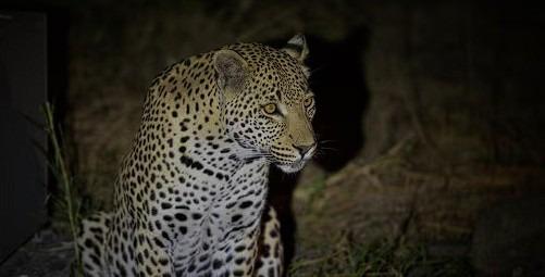 Yeux de prédateur dans la nuit