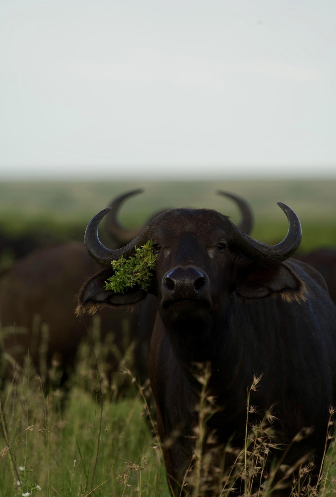 Photo of a herd of African buffalo in the savanna