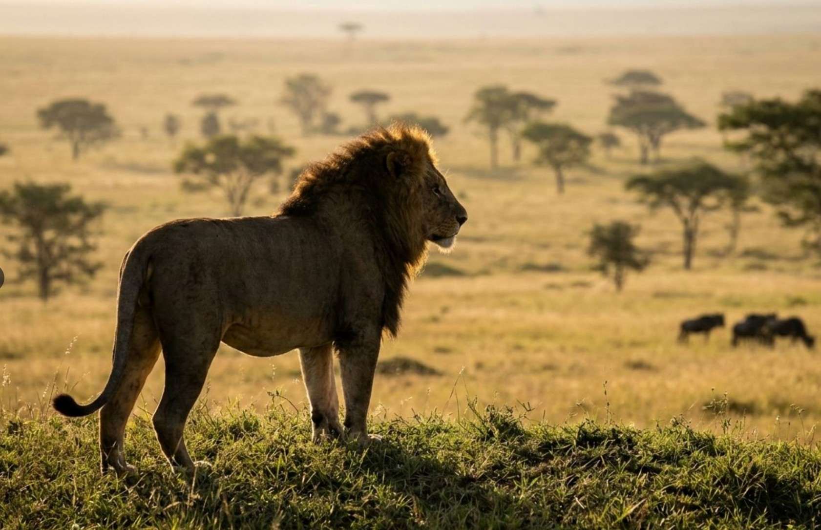 Safari et plage à Zanzibar