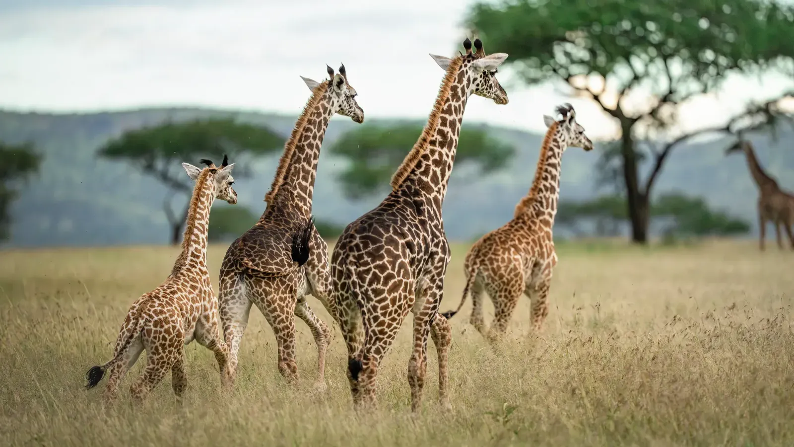 Safari Express Serengeti Ngorongoro Zanzibar 5 jours