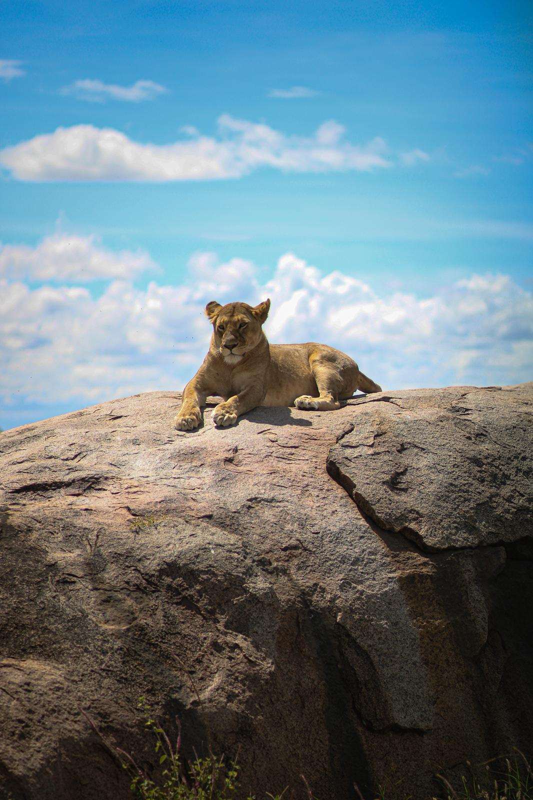 Safari et plages de Zanzibar