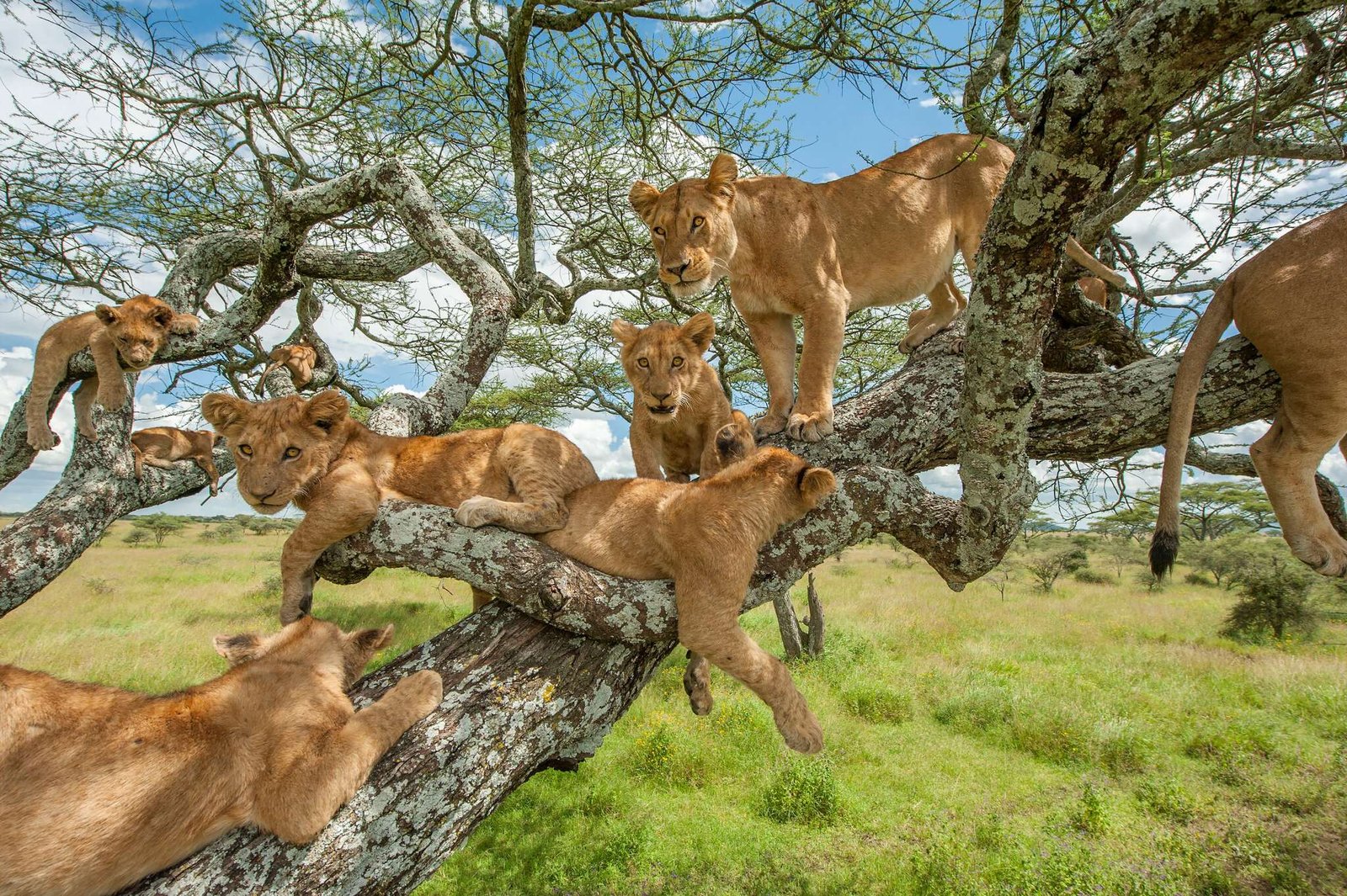 Safari Express Serengeti Ngorongoro 7 jours guide francophone