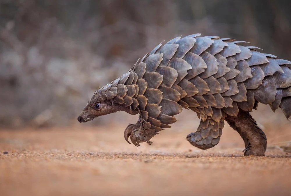 Pangolin observé lors d'un safari en Tanzanie, l'un des animaux les plus rares d'Afrique