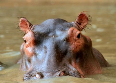 Ngorongoro crater hippo river africa tanzania serengeti