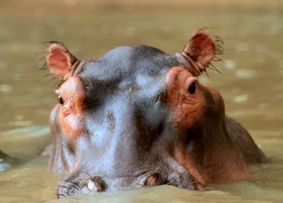 Ngorongoro crater hippo river africa tanzania serengeti