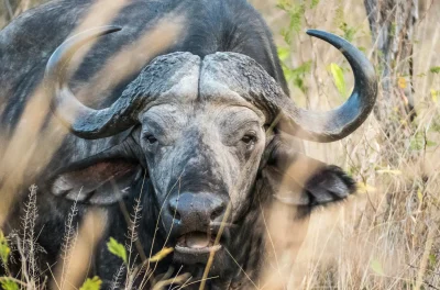 buffalo safari big 5