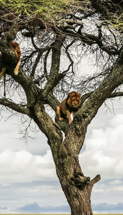 Immerse yourself in the awe-inspiring beauty of Serengeti National Park Tanzania. Witness the Great Migration and encounter iconic wildlife